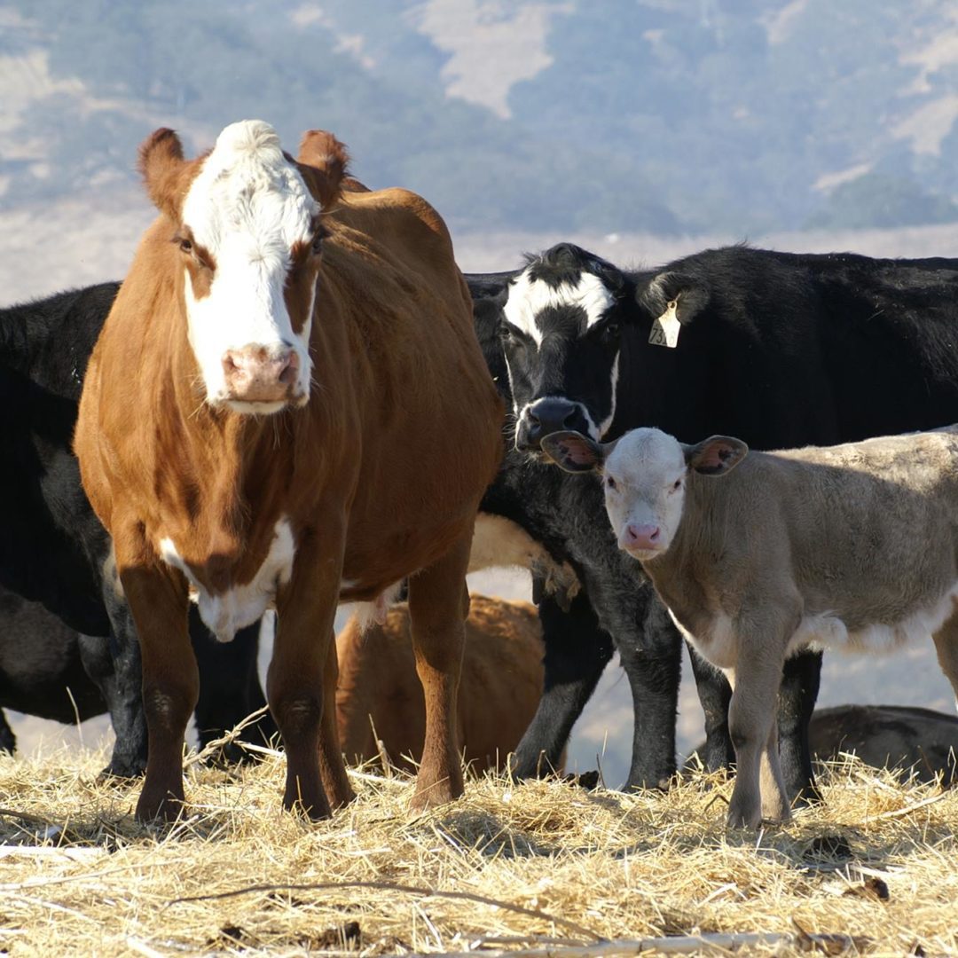 Real Estate Company in Hollister & San Benito County, CA Pierce Real