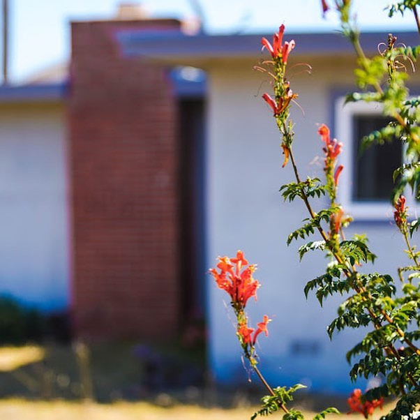 A red plant in front of a home | Pierce Real Estate, Hollister, CA 95023