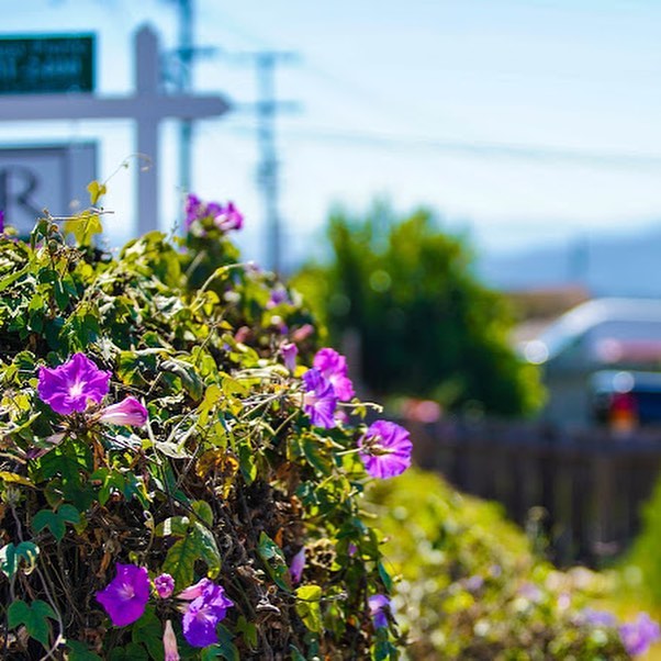 A purple flowering plant outside a home | Pierce Real Estate in Hollister, CA.