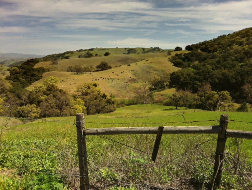 San Benito County hills, cattle grazing in the distance