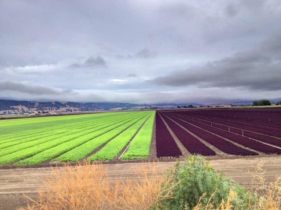 hollister ca fields