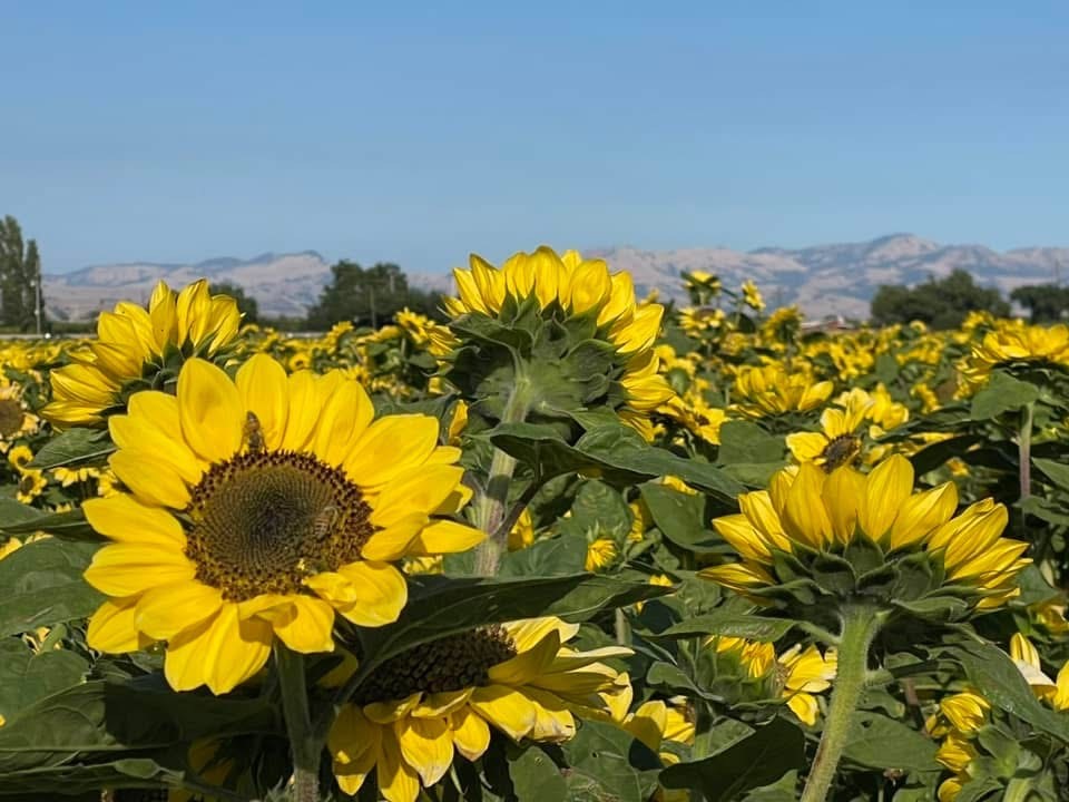 hollister ca sunflowers